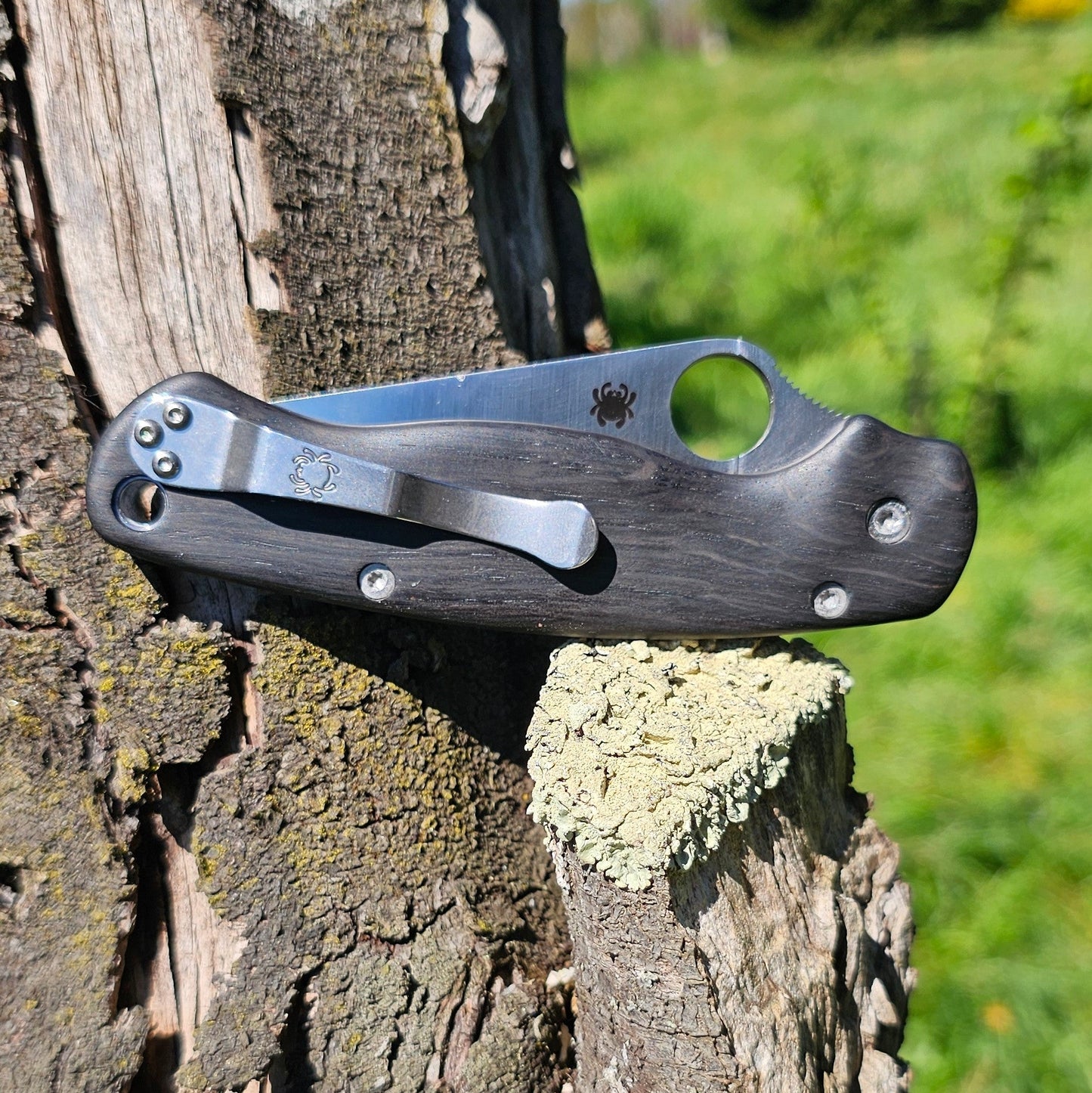 Scales in bog oak for Spyderco Paramilitary 2