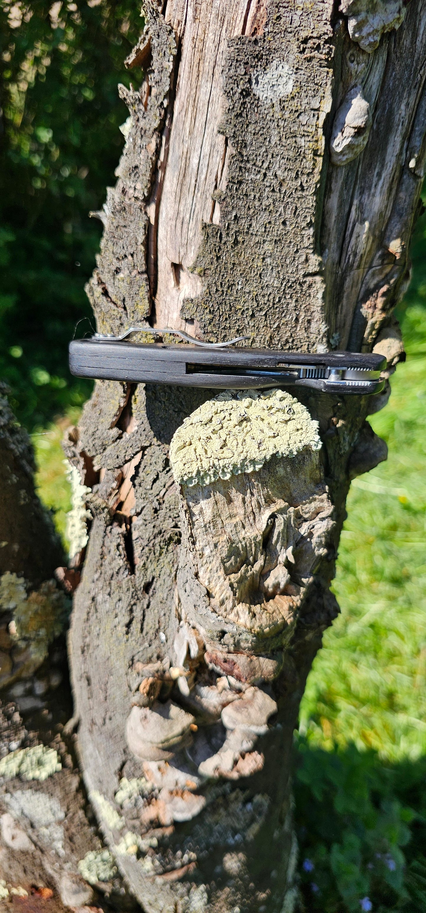 Scales in bog oak for Spyderco Paramilitary 2
