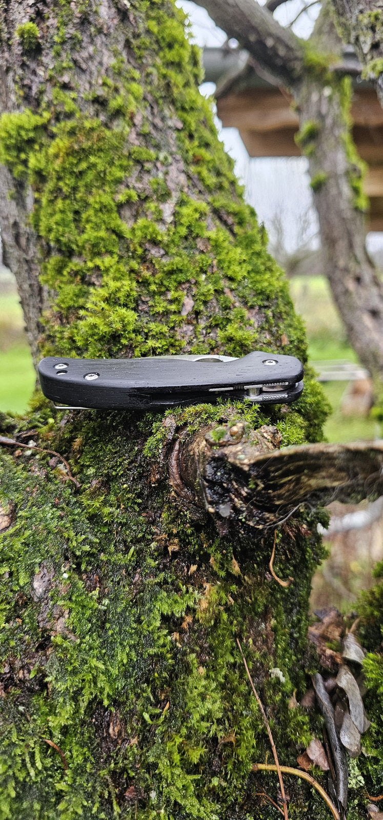 Scales in bog oak for Spyderco Sage 5, 5LW or 6